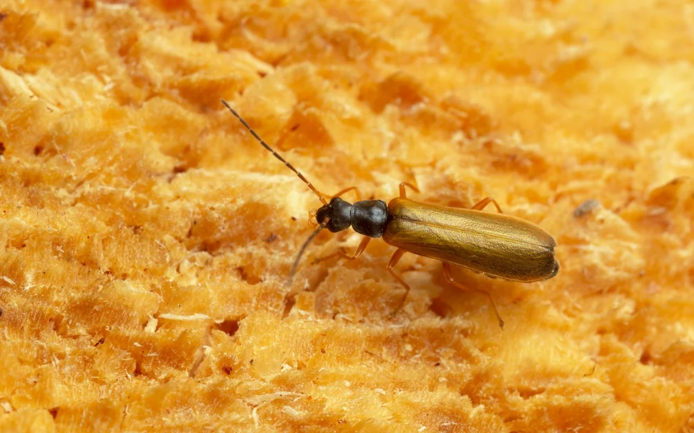 Bleicher Fliegenkäfer