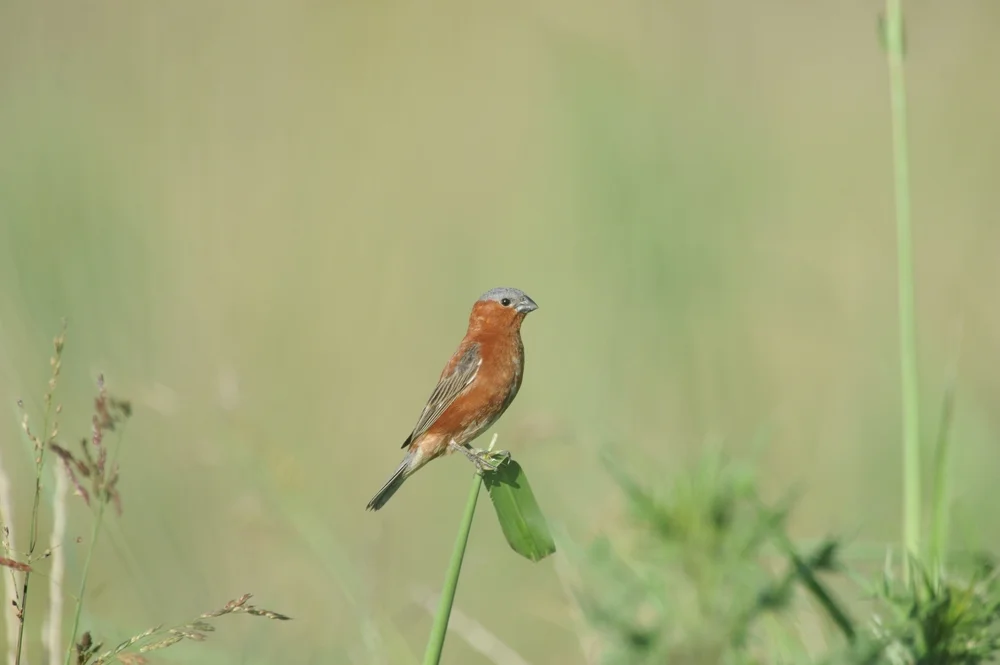Bleicher Saatknospf (Sporophila hypochroma)