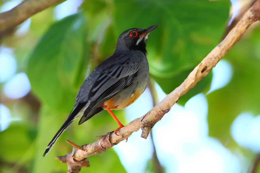Bleidrossel (Turdus plumbeus)