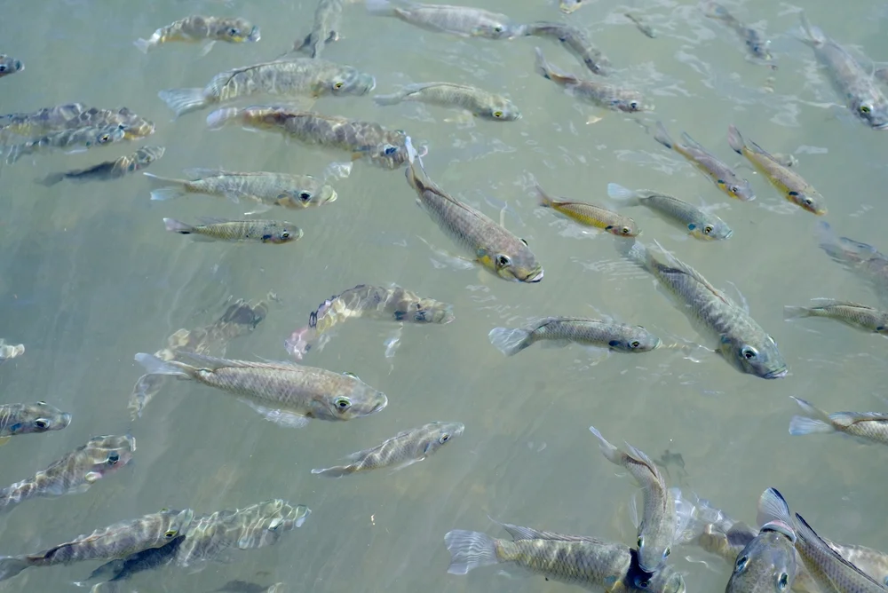 Bleifarbenes Sauger (Couesius plumbeus)