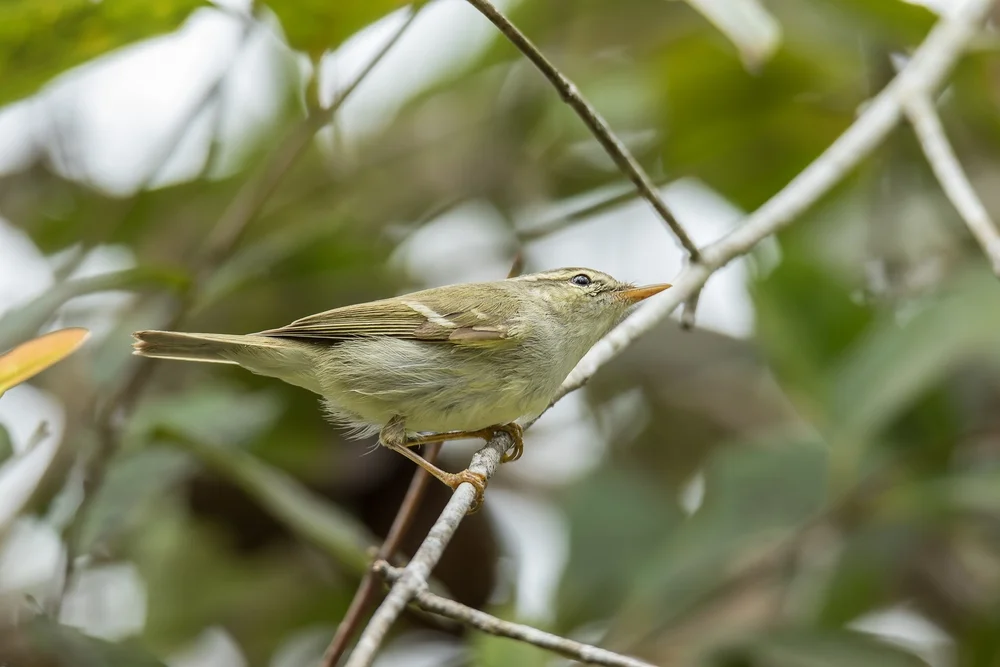 Bleifuß-Laubsänger (Phylloscopus plumbeitarsus)