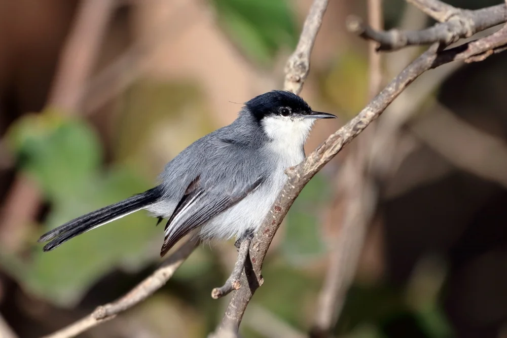 Bleigraue Grasmücke (Polioptila plumbea)