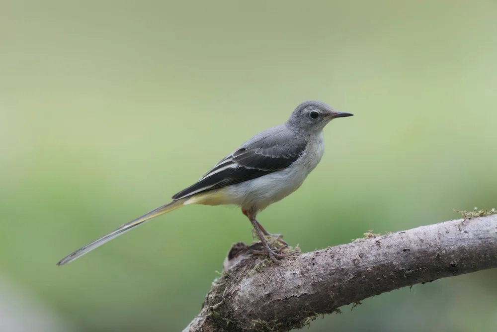 Bleigrauer Tyrann (Phyllomyias plumbeiceps)