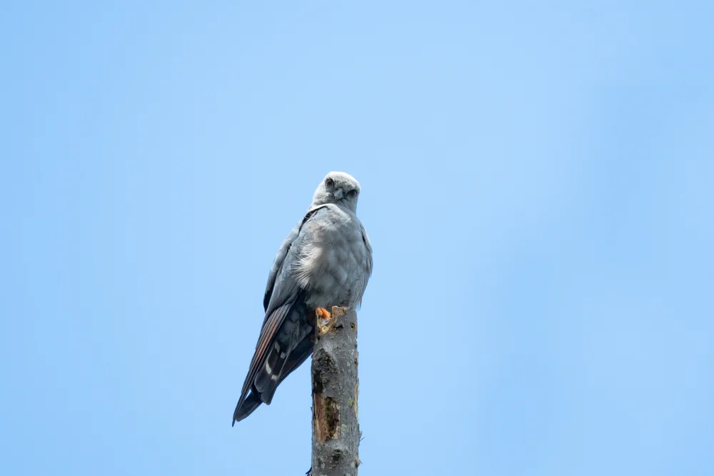 Bleigrauer Waldschreihawk (Micrastur plumbeus)