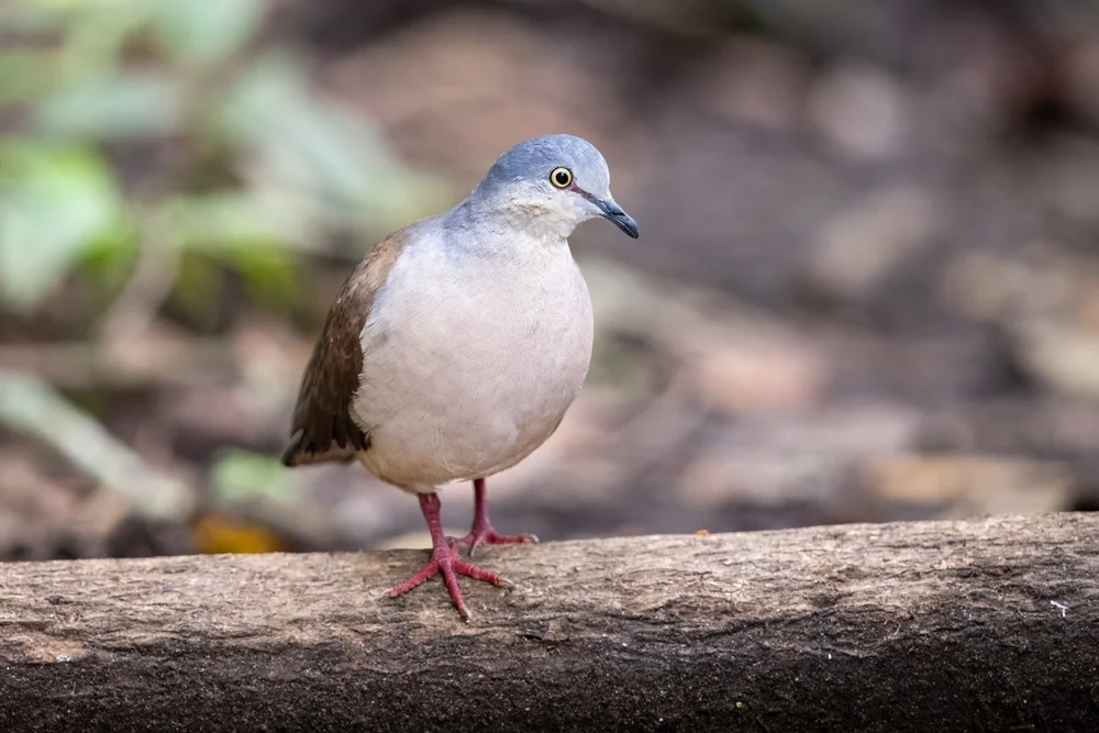 Bleikopf-Fruchttaube (Leptotila plumbeiceps)