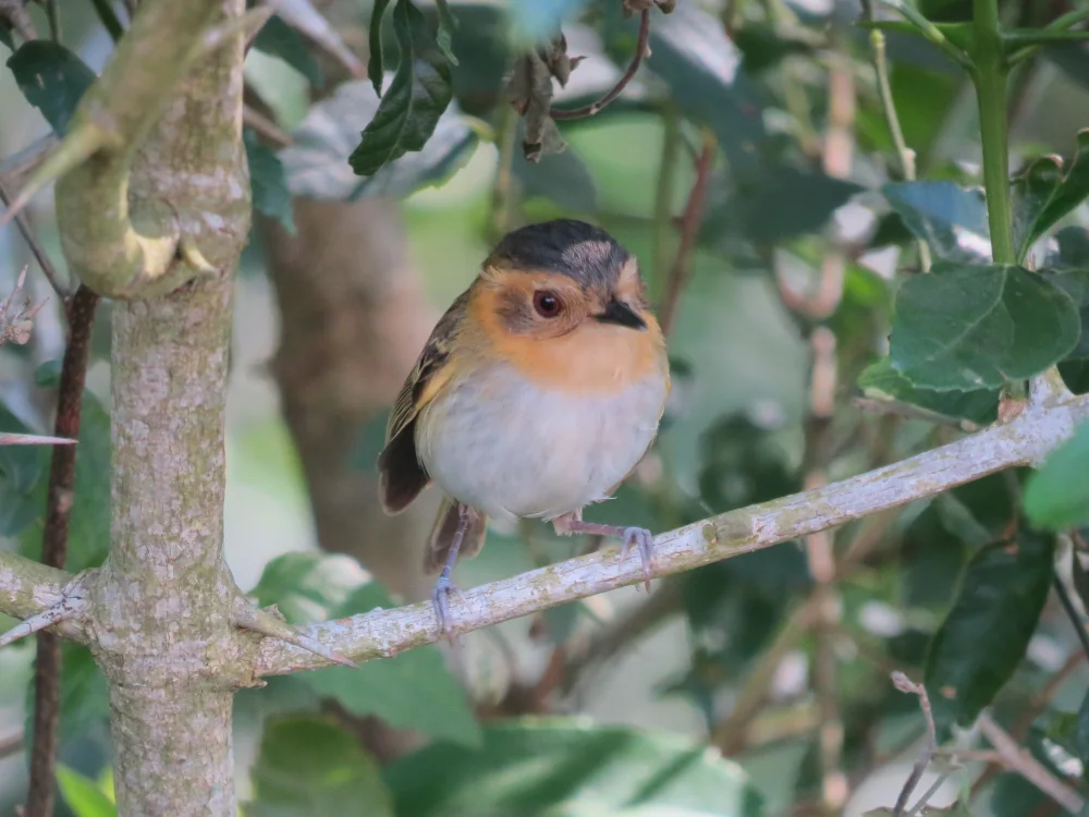 Bleikopf-Tyrann (Poecilotriccus plumbeiceps)