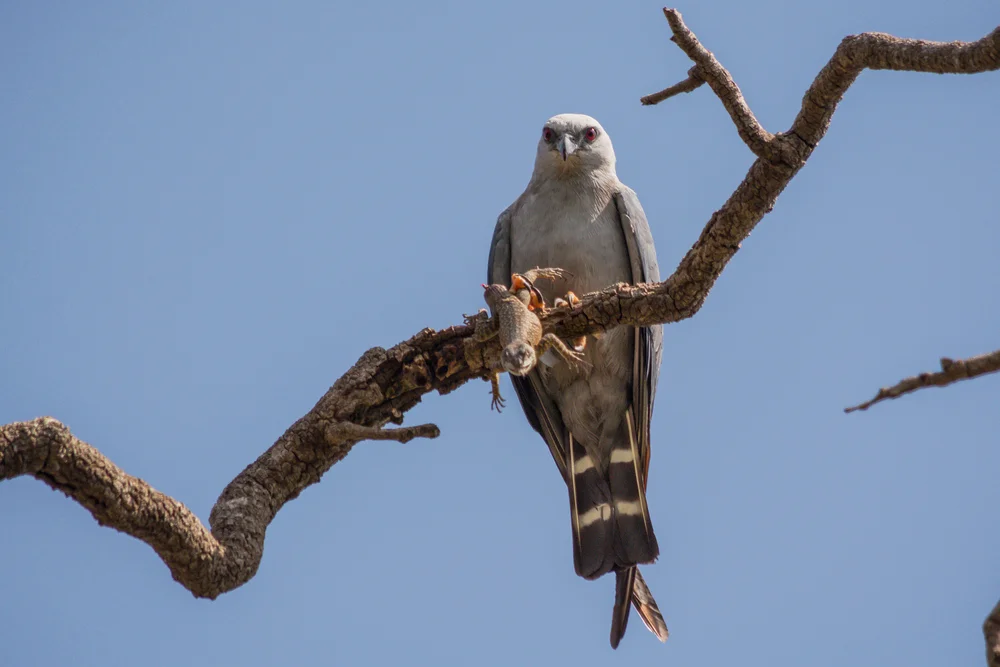 Bleimilan (Ictinia plumbea)