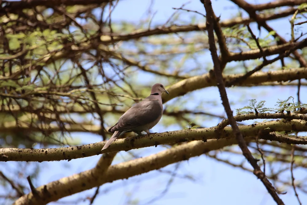 Bleitaube (Patagioenas plumbea)