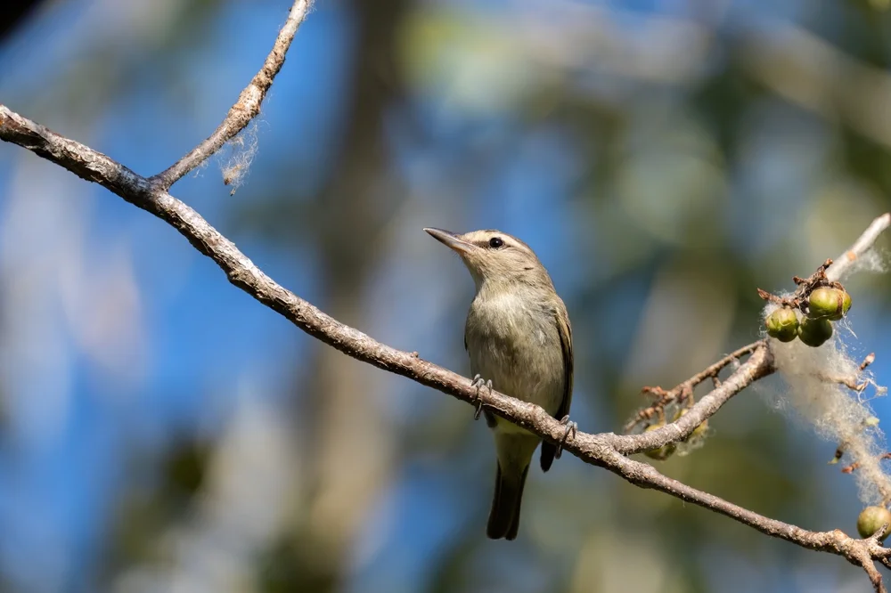 Bleiwaldsänger (Vireo magister)