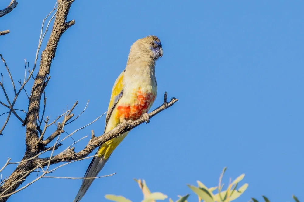 Blutbauch-Baumläufer (Northiella haematogaster)