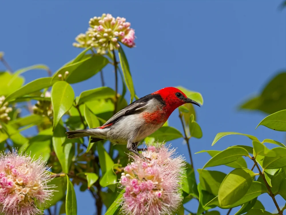 Blutbrust-Honigfresser (Myzomela sanguinolenta)
