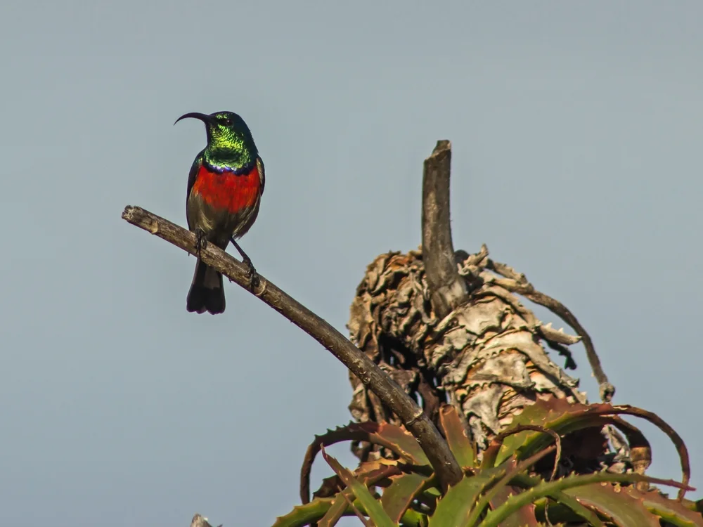 Blutbrust-Nektarvogel (Cinnyris afer)