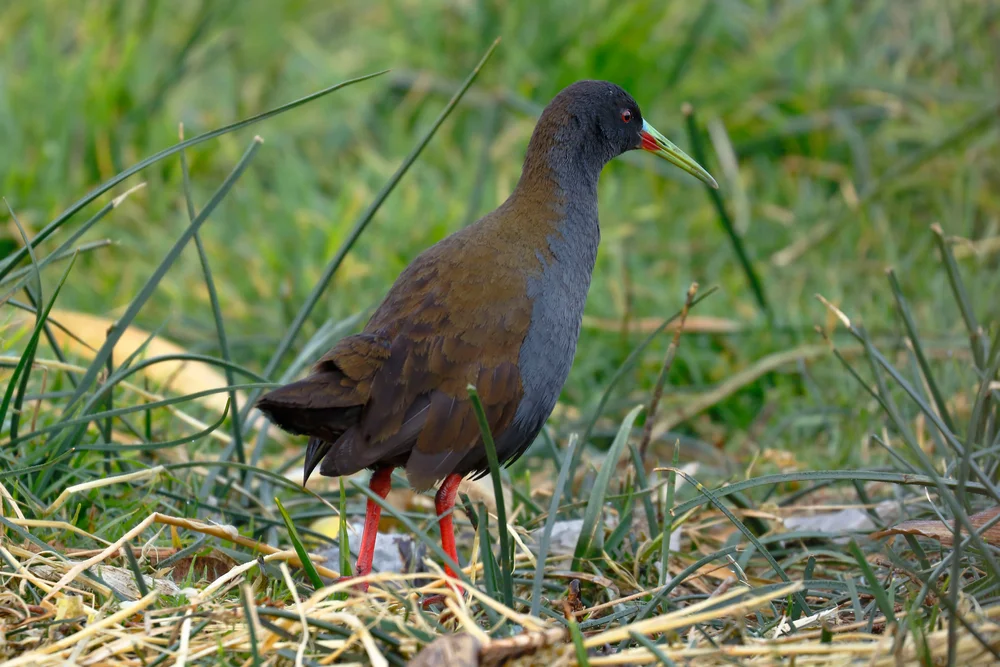 Blutbrust-Sumpfhühnchen (Pardirallus sanguinolentus)