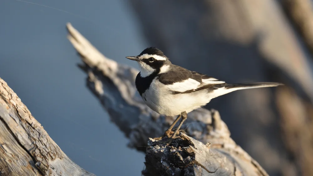 Bluthonigfresser (Motacilla aguimp)