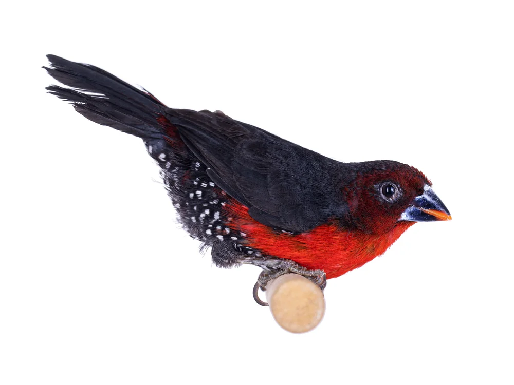 Blutsauger-Samenvogel (Spermophaga haematina)