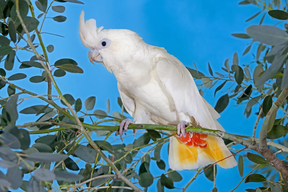 Blutsteißkakadu (Cacatua haematuropygia)