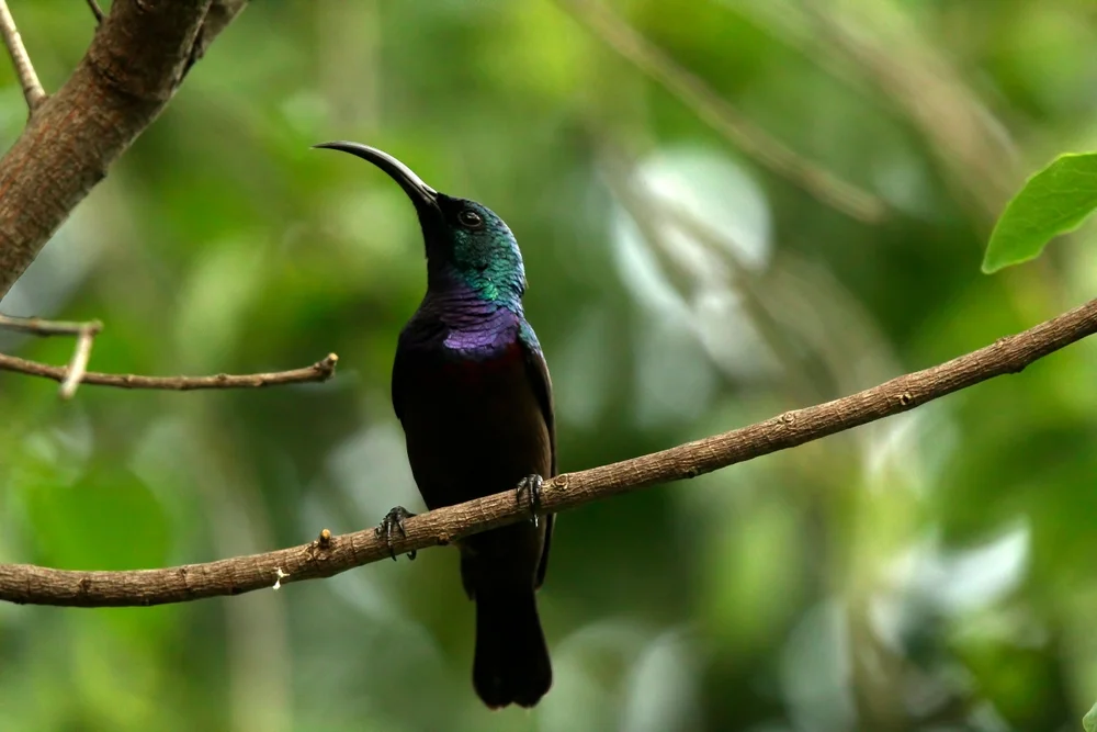 Bocages Nektarvogel (Nectarinia bocagii)