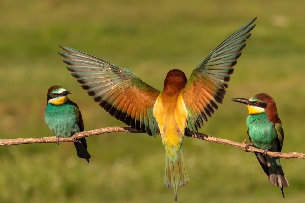 Böhms Bienenfresser (Merops boehmi)
