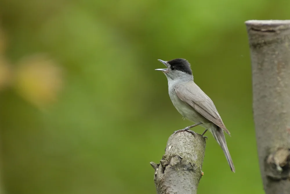 Böhms Grasmücke (sylvia boehmi)