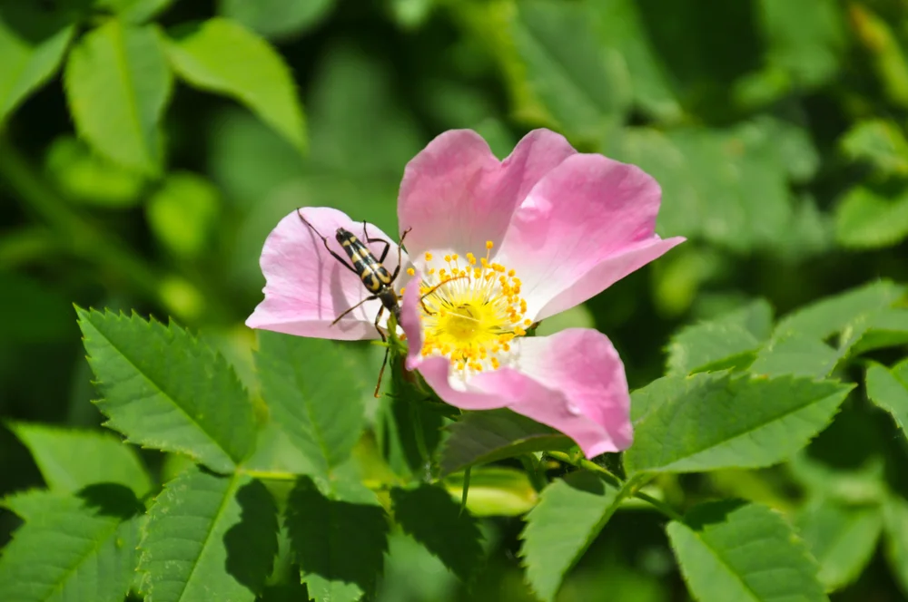 Bogenförmiger Halsbock