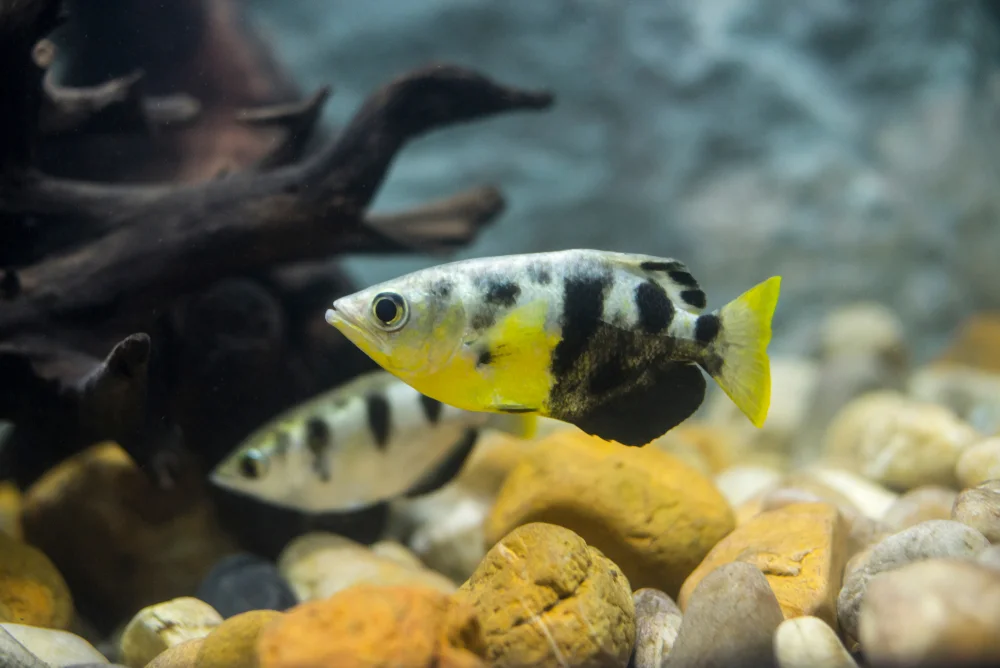 Bogengiftnattern (Toxotidae)