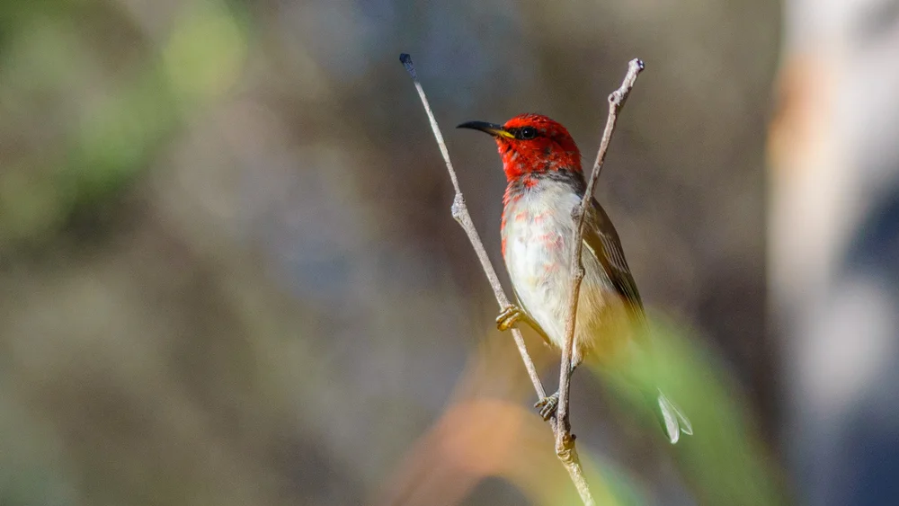 Boies Honigfresser (Myzomela boiei)
