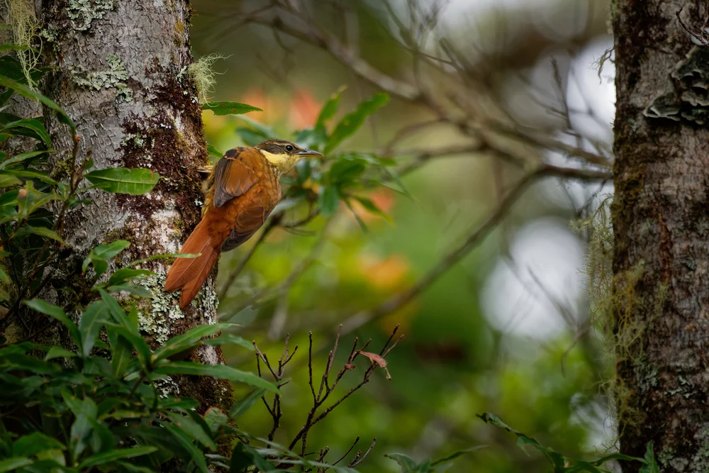 Bolivianischer Dornensteiger (Pseudocolaptes johnsoni)