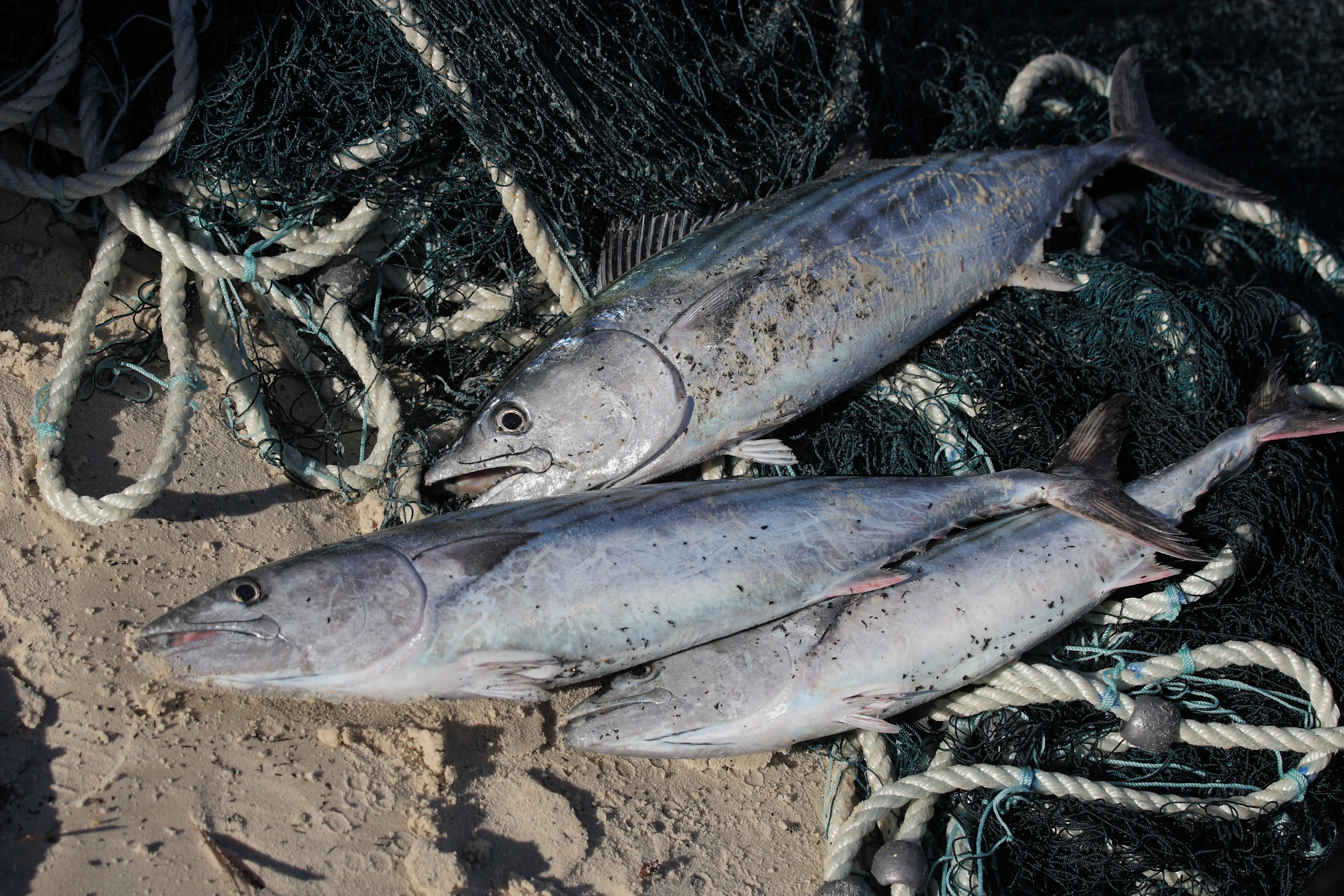 Bonito (sarda sarda)