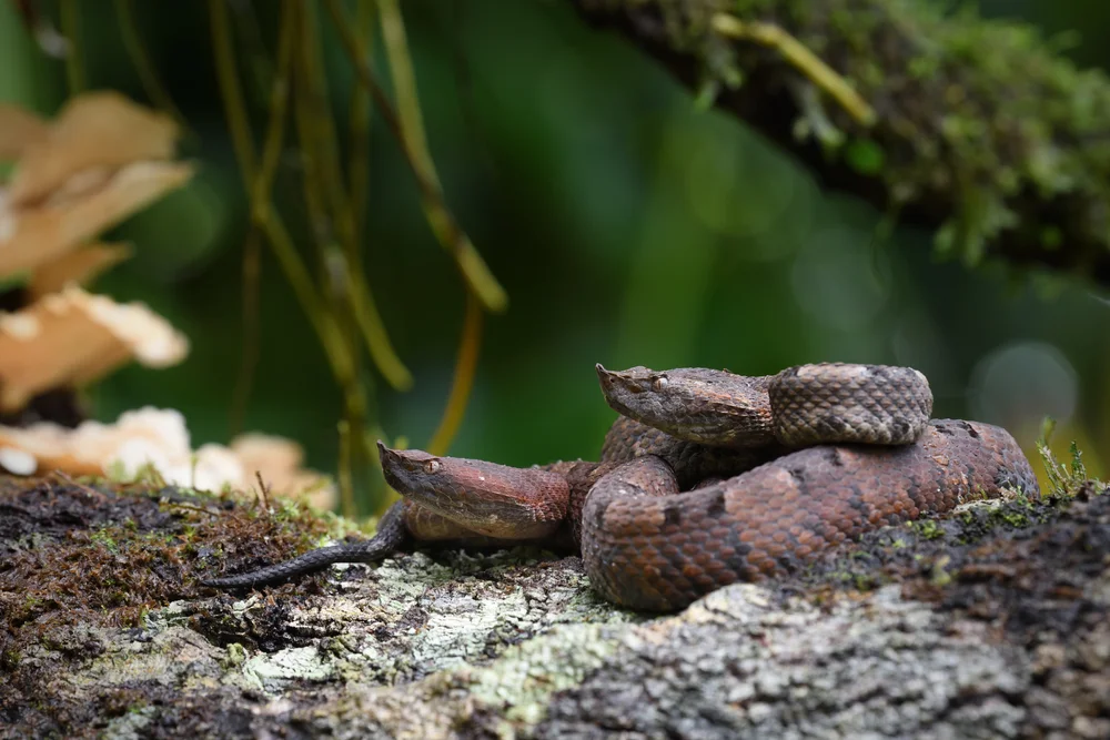 Borneo-Bambusotter (Trimeresurus borneensis)
