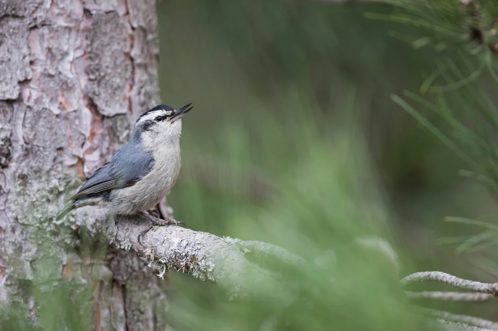 Borneo-Kleiber (Sitta whiteheadi)