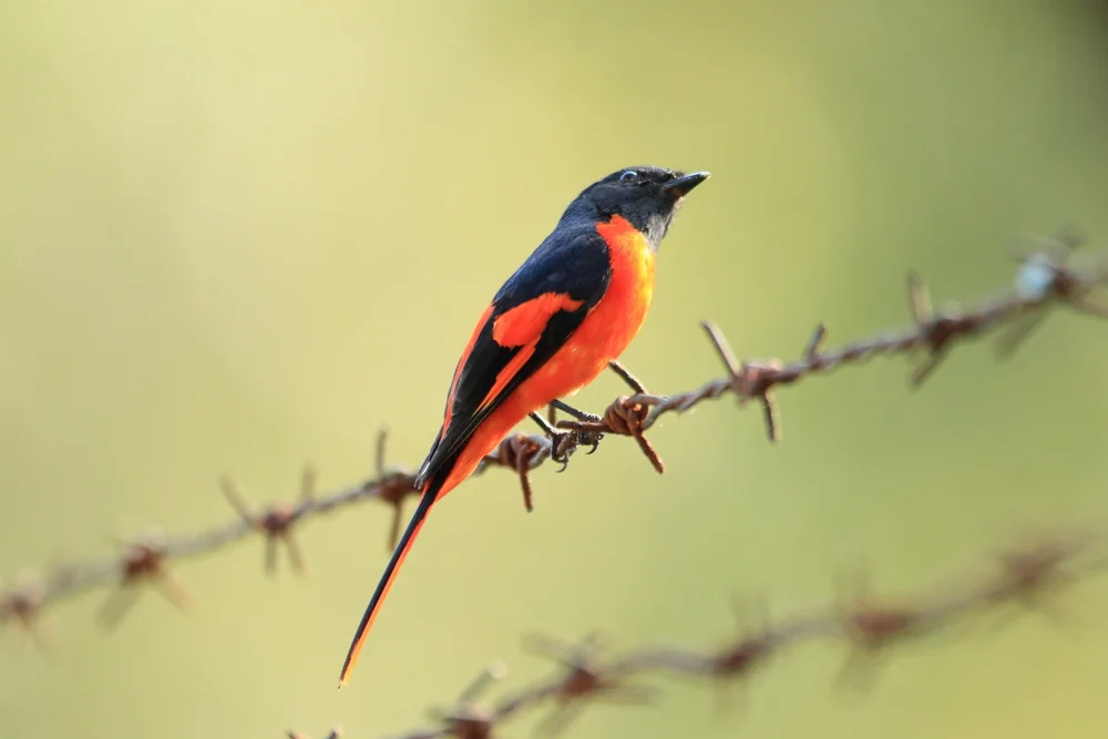 Borneo-Minivett (Pericrocotus solaris)