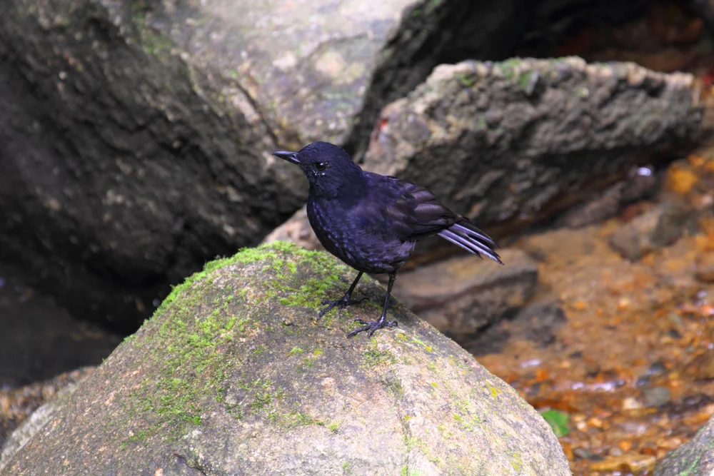 Borneo-Pfeifdrossel (Myophonus borneensis)