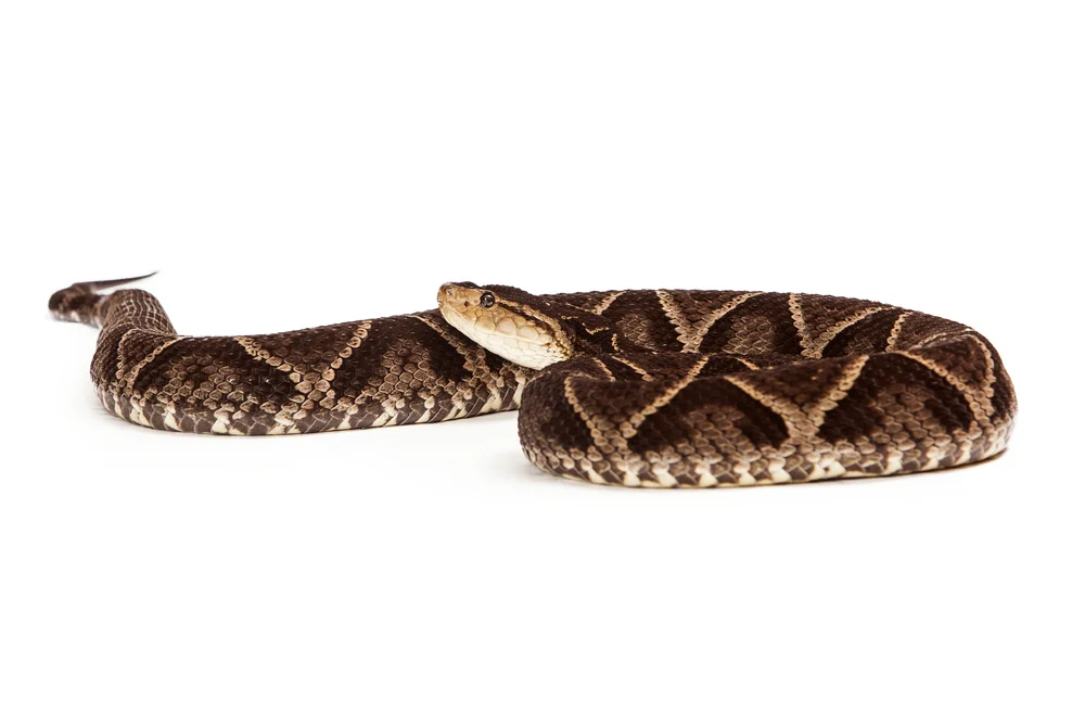 Bothrops jararacussu (Bothrops jararacussu)