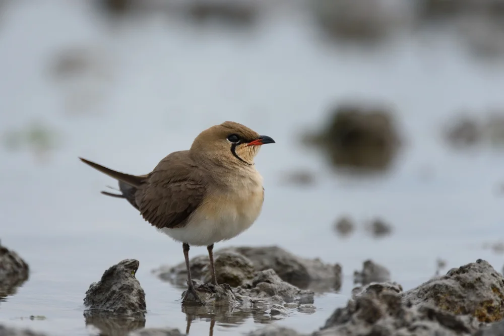 Brachschwalbe (Glareola pratincola)