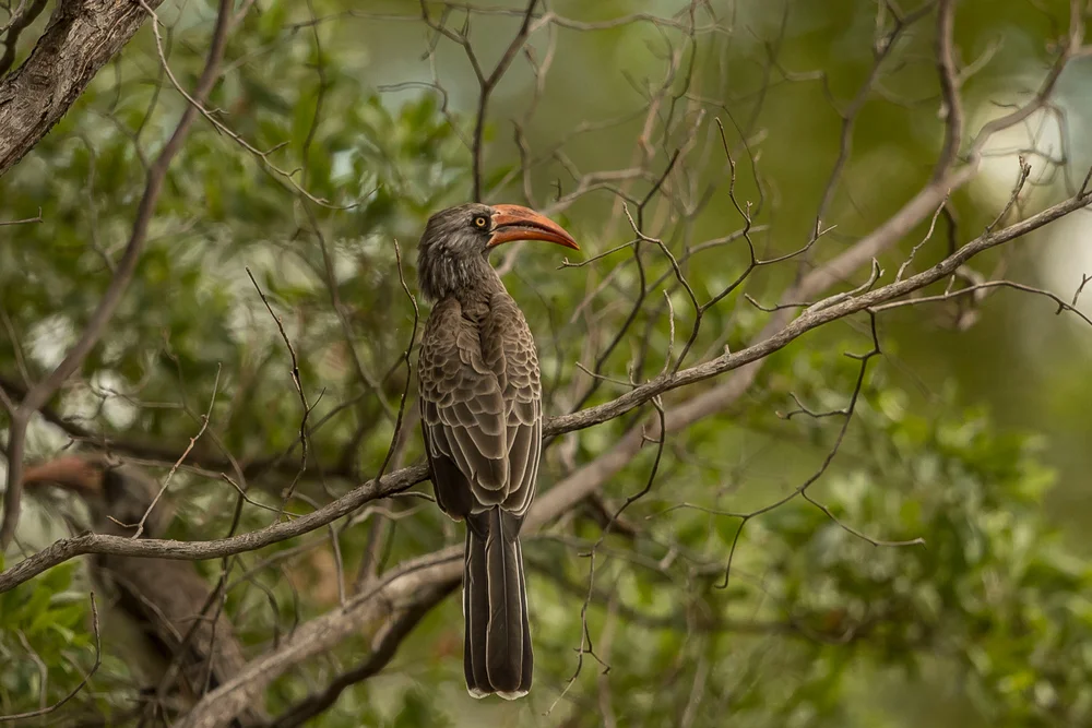 Bradfield-Toko (Tockus bradfieldi)