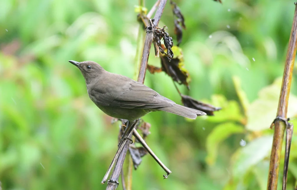 Bräunliche Bergdrossel (Turdus plebejus)