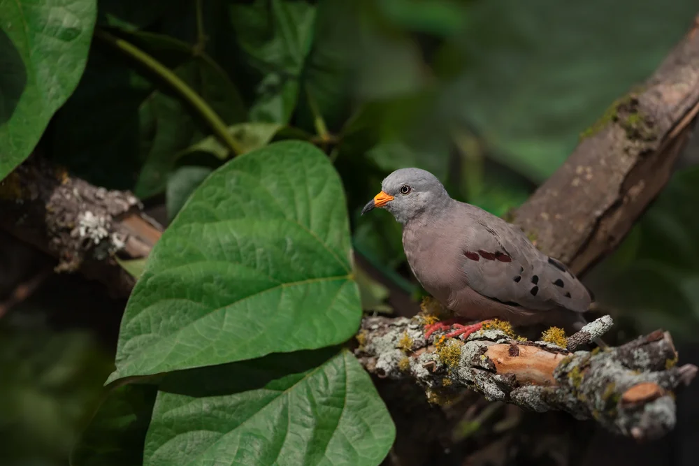 Brasilianische Erdtaube (Columbina cruziana)