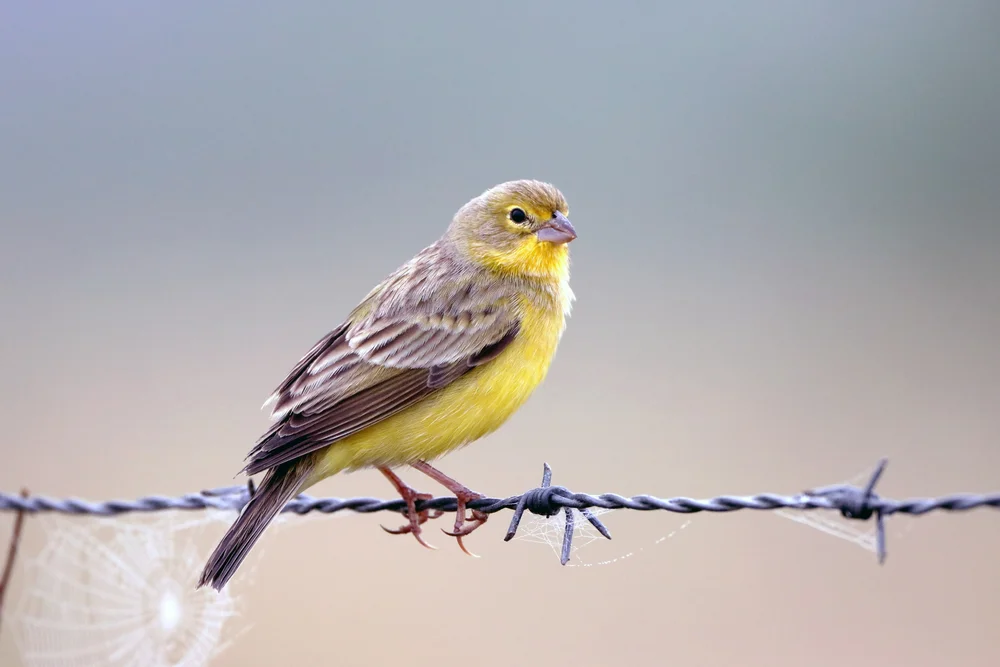 Brasilianische Markfinke (Sicalis luteola)