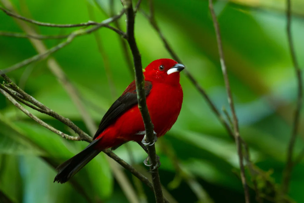 Brasilianische Tangare (Ramphocelus bresilius)