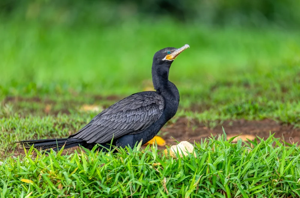 Brasilianischer Kormoran (Phalacrocorax brasilianus)
