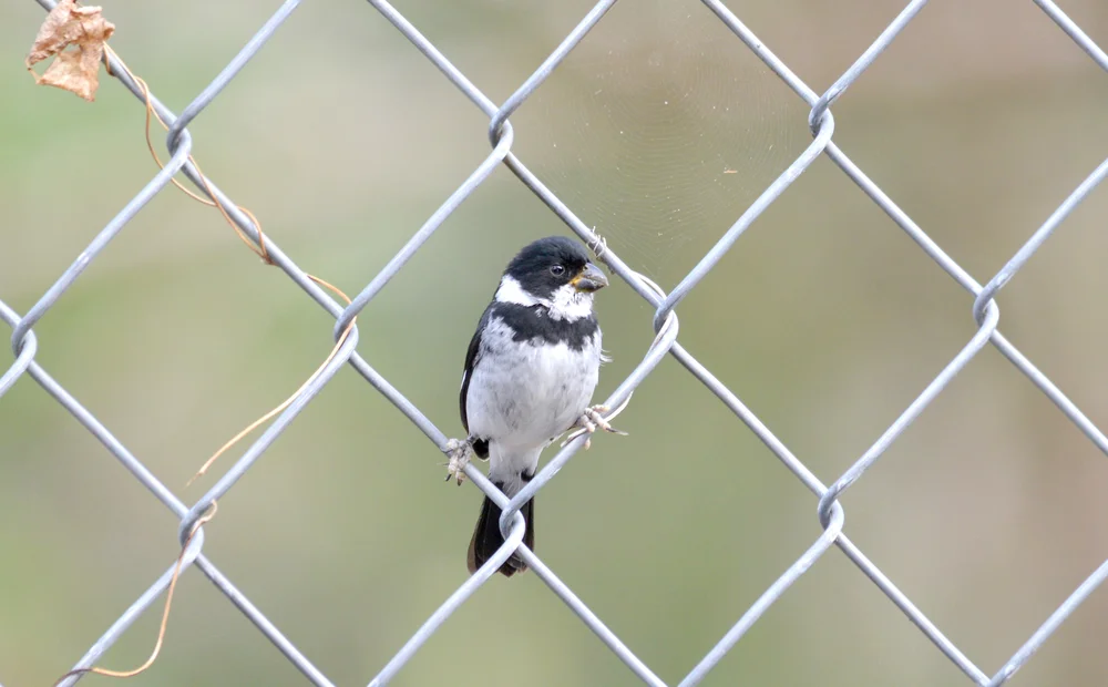 Brasilianischer Saatknospf (Sporophila americana)