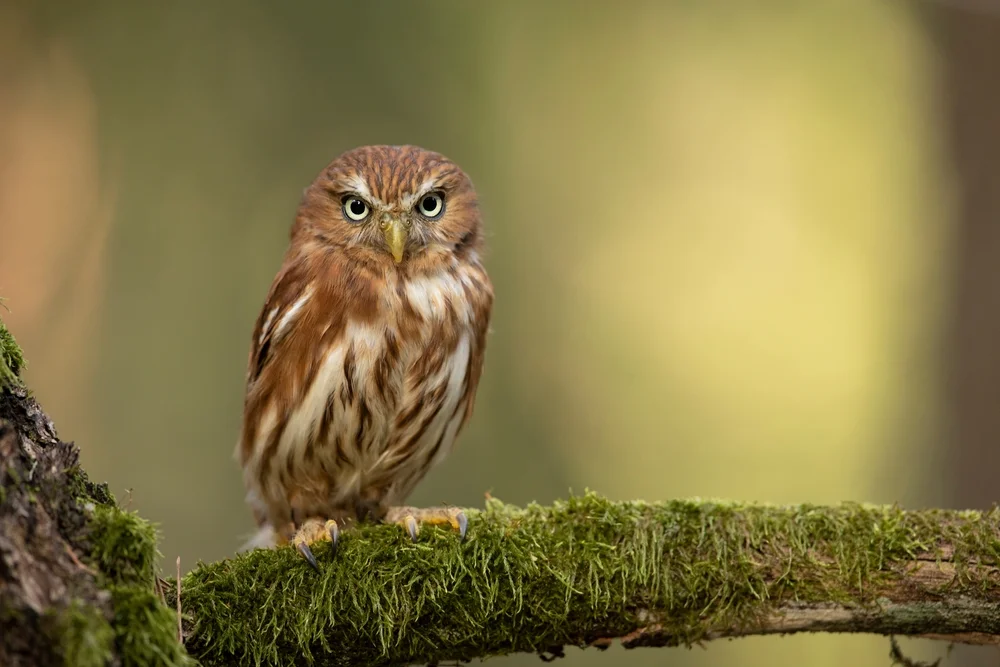 Brasilianischer Sperlingskauz (Glaucidium brasilianum)