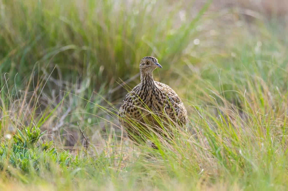 Brasilianischer Zwergtinamu (Crypturellus strigulosus)