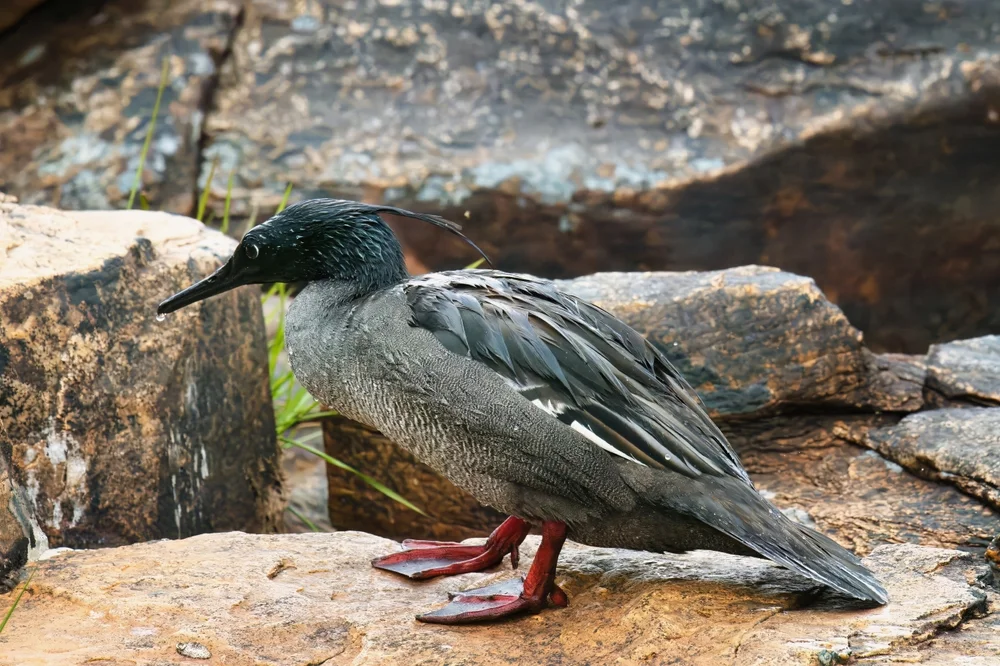 Brasiliansäger (Mergus octosetaceus)