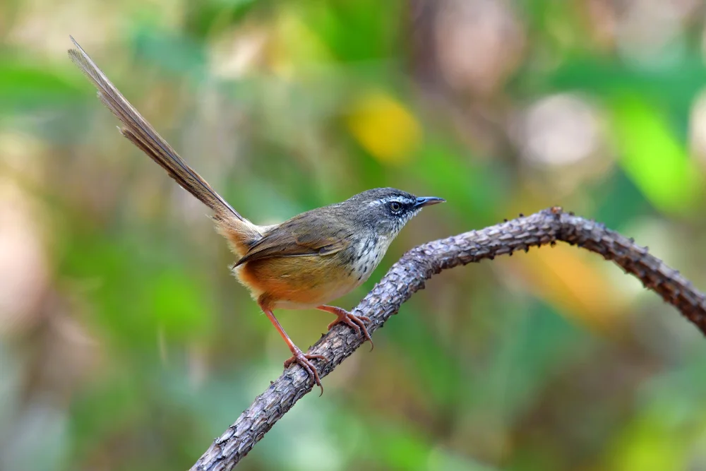 Brauen-Grasmückenrohrsänger (Prinia superciliaris)