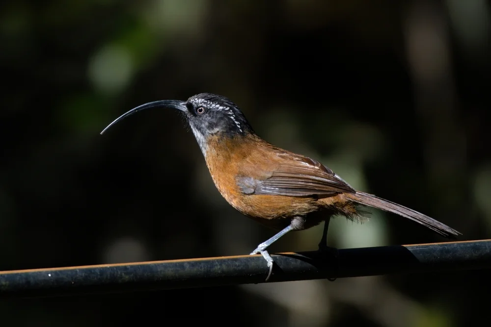 Brauen-Scimitarbabbler (Pomatorhinus superciliaris)