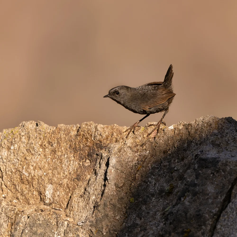 Brauen-Tapaculo (Scytalopus unicolor)