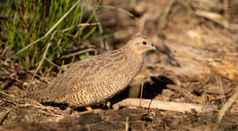 Brauen-Wachtel (Coturnix ypsilophora)