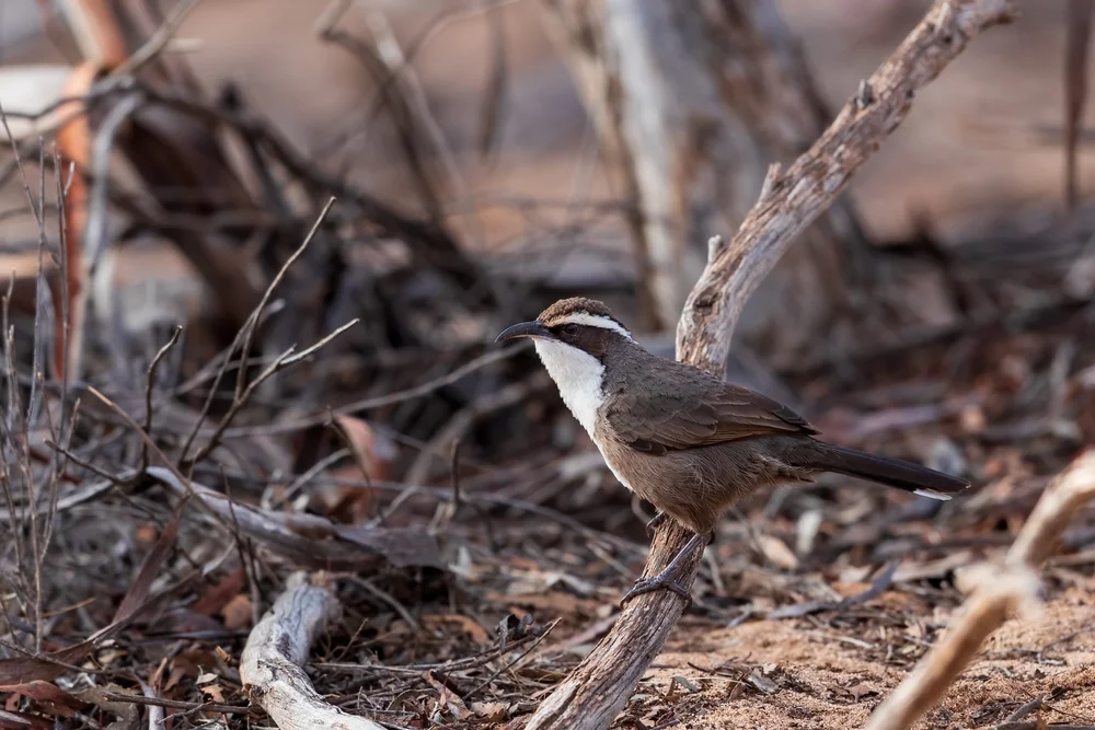 Brauen-Weber (Plocepasser superciliosus)