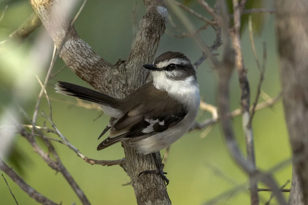 Brauen-Wiesenbülbül (Poecilodryas superciliosa)